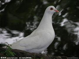 金眼白鴿 金眼白鴿