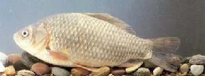 銀鯽魚 銀鯽魚
