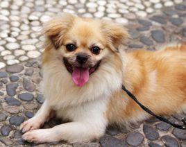 中國獅子狗 中國獅子狗