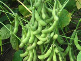 浙農6號 浙農6號