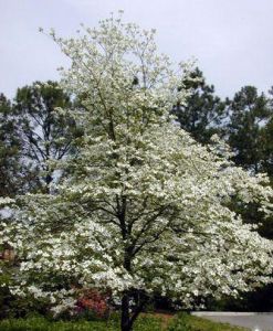 粗壯曲瓣棶木 粗壯曲瓣棶木