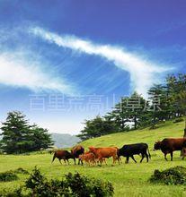 百里荒草原風景區