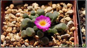 光玉 (圖片有寒冬夜行人提供)