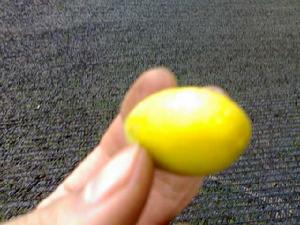 三棱橄欖 三棱橄欖