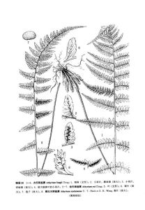 方氏蹄蓋蕨（植物研究）貼脈蹄蓋蕨（獨龍江地區植物）圖版58: 1-4