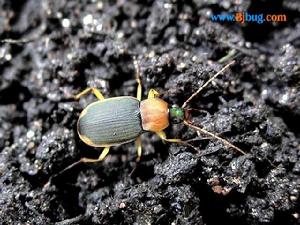 麗青步甲 麗青步甲