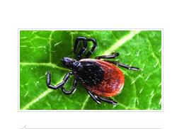 蜱類是主要傳播媒介