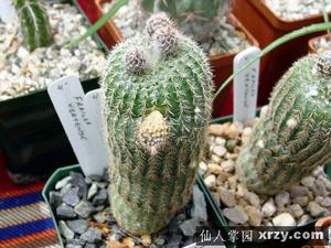 小獅子丸 小獅子丸