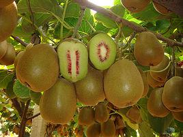 中國獼猴桃之鄉 中國獼猴桃之鄉