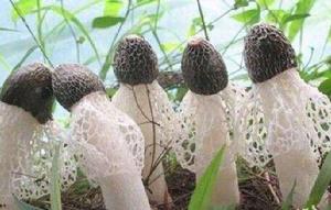 將樂竹蓀 將樂竹蓀