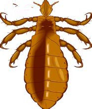 超級虱子 超級虱子