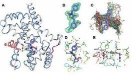 過氧化物酶體增殖物激活受體 過氧化物酶體增殖物激活受體