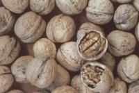 寧縣核桃 寧縣核桃