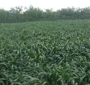 黑麥草族 黑麥草族