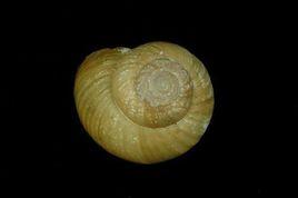 薄球蝸牛 薄球蝸牛