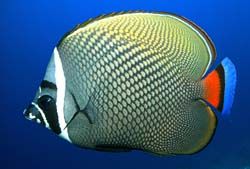 紅尾珠蝶 紅尾珠蝶