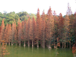 紅樹林