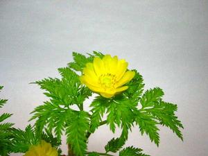 （圖）秋福壽草