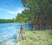 北海英羅紅樹林