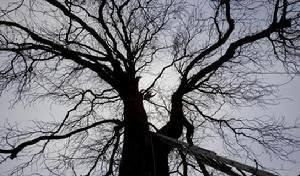 安妮栗樹 安妮栗樹