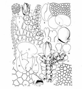 石生耳葉苔 石生耳葉苔