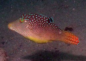 點斑扁背魨 點斑扁背魨