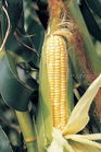 玉蜀黍屬