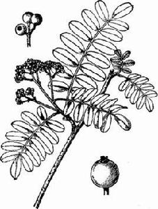 尼泊爾花楸 尼泊爾花楸