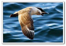 賊鷗[鳥綱動物]