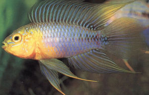 斑點短鯛 斑點短鯛