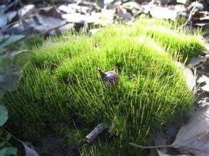 疣冠苔科 疣冠苔科