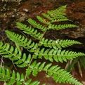 觀光鱗毛蕨 觀光鱗毛蕨