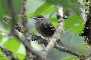 秘魯叢霸鶲 秘魯叢霸鶲