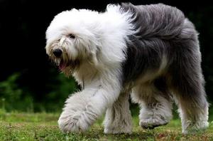 英國古代牧羊犬 英國古代牧羊犬