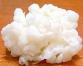 乳酸乳球菌乳脂亞種 乳酸乳球菌乳脂亞種