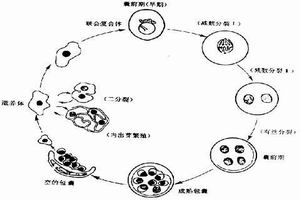 卡氏肺孢子蟲病