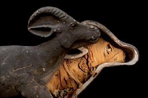 葉門瞪羚 葉門瞪羚