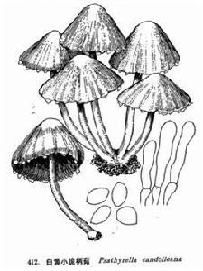 白黃小脆柄菇 白黃小脆柄菇