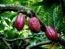 可可果[產於熱帶美洲的植物]