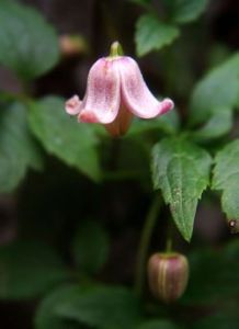 鶴峰鐵線蓮 鶴峰鐵線蓮