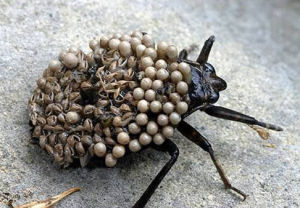 負子蟾科 負子蟾科