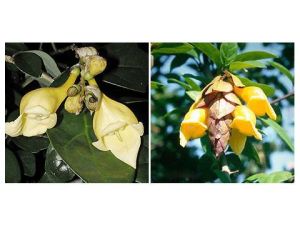 菲律賓石梓 菲律賓石梓