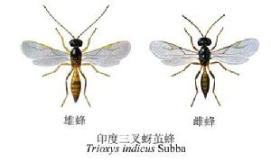 印度三叉蚜繭蜂 印度三叉蚜繭蜂