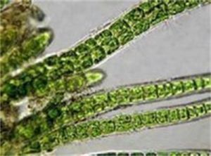 絲甲藻目 絲甲藻目