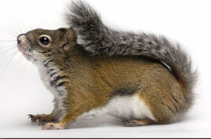 格萊漢姆山紅松鼠