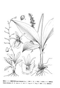 裂瓣羊耳蒜 裂瓣羊耳蒜