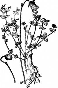 脈花黨參 脈花黨參