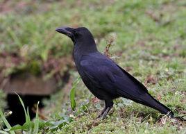 大嘴烏鴉普通亞種 大嘴烏鴉普通亞種