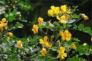 光葉金合歡 光葉金合歡