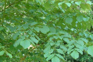 葉膜鞘木 葉膜鞘木